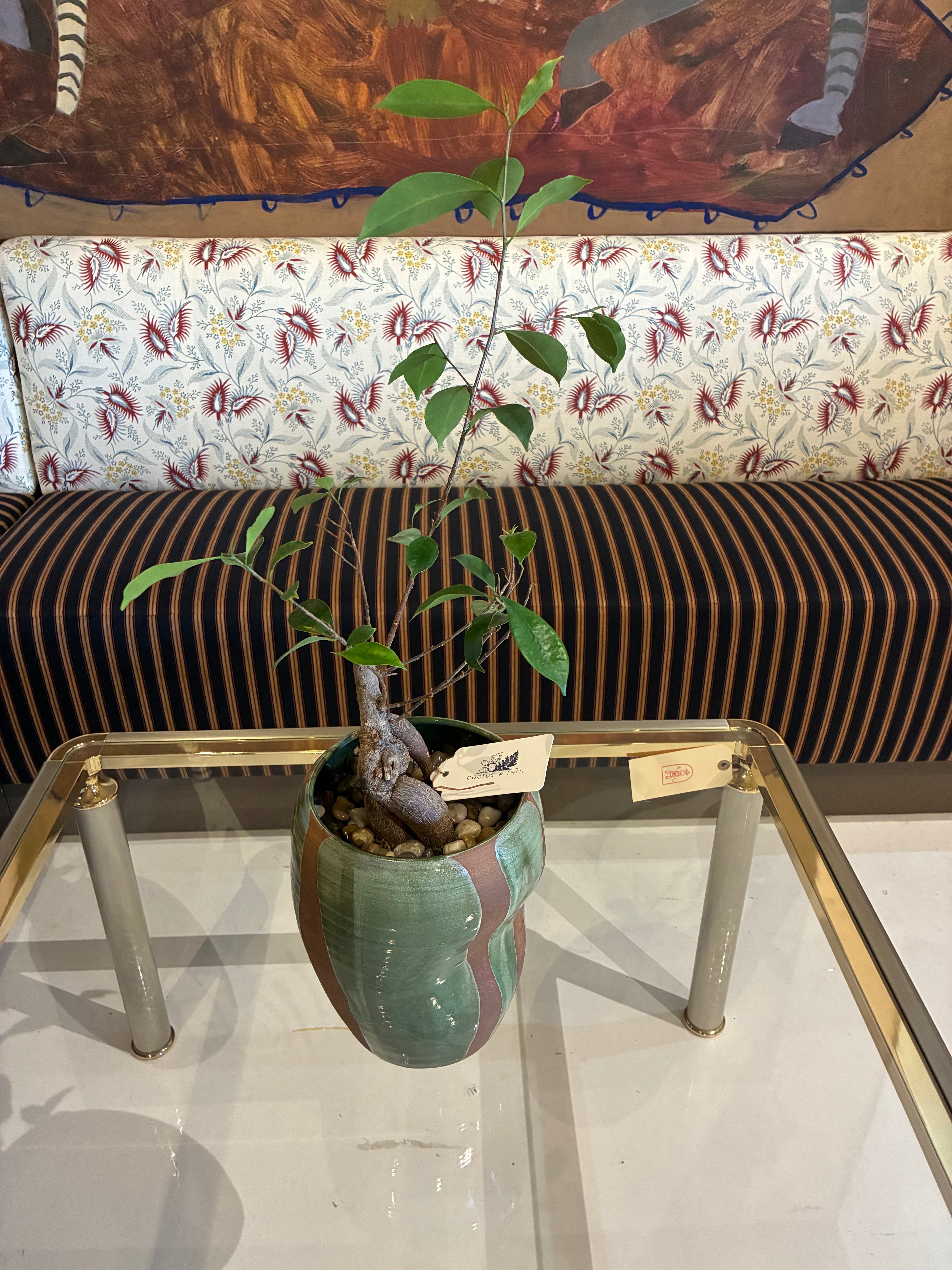 Ficus Ginseng Bonsai in a handcrafted bell-shape vessel w/ flame-glazed green pattern