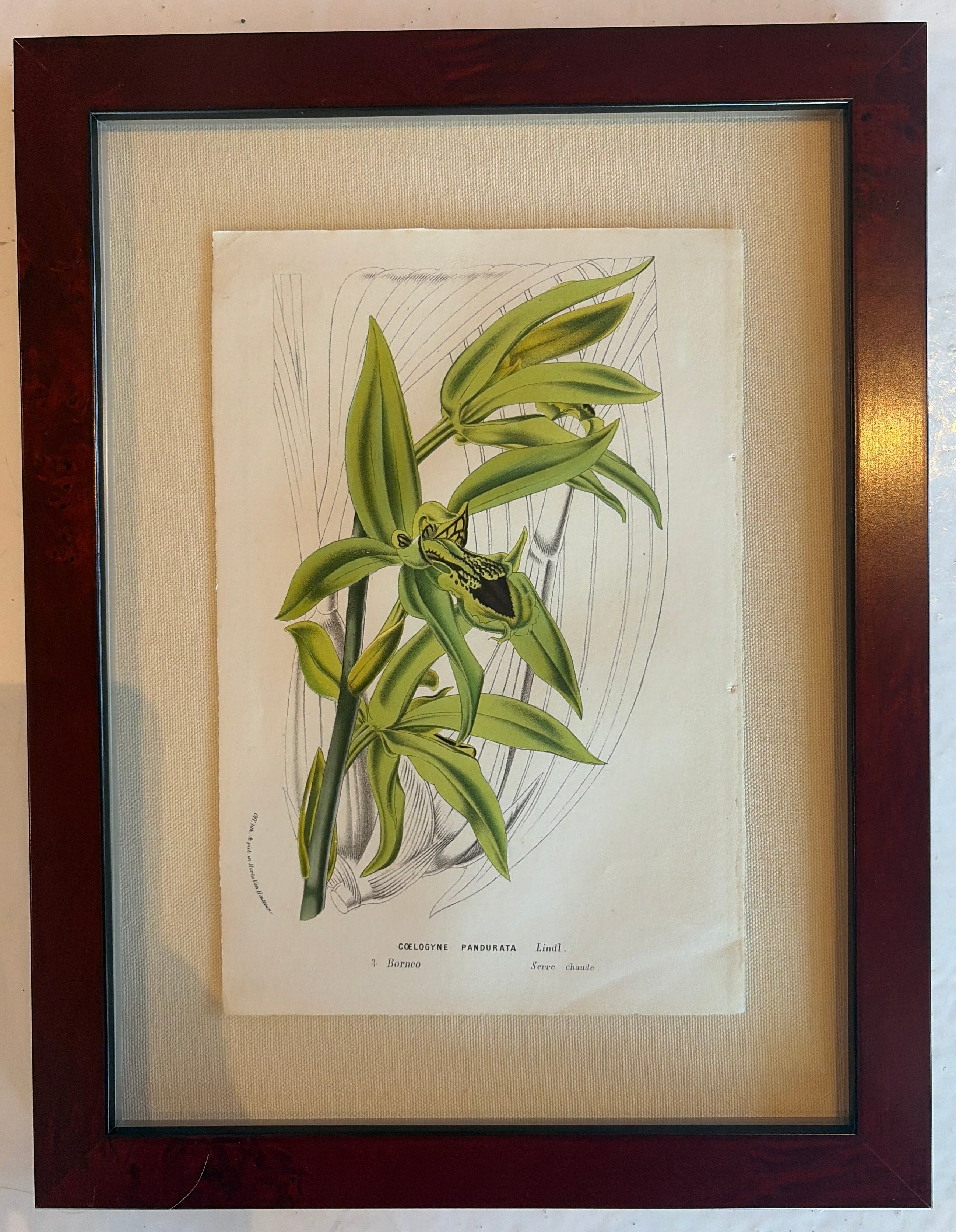 Framed Vintage Botanical Art