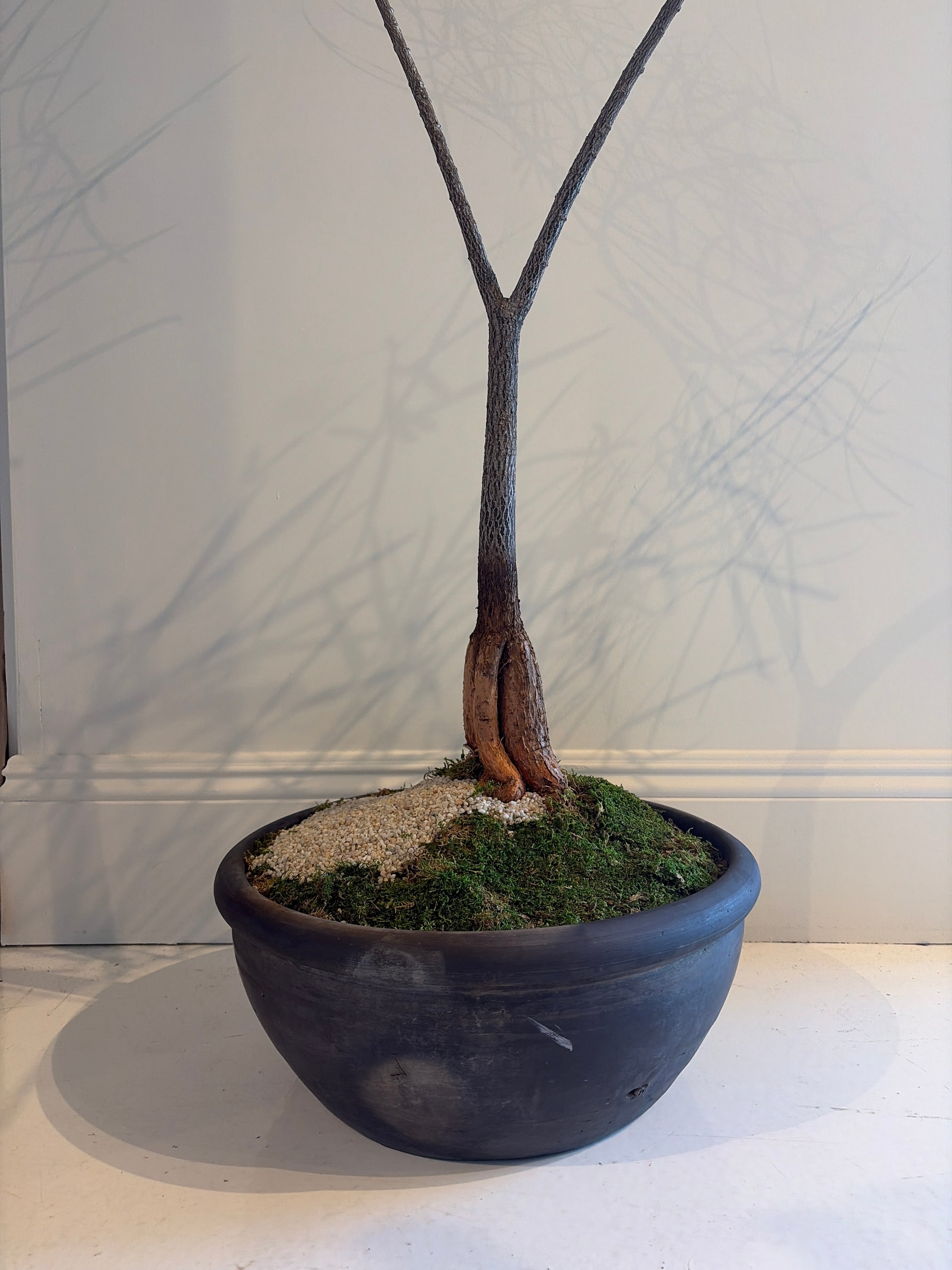 Australian Bottle Tree in Planter