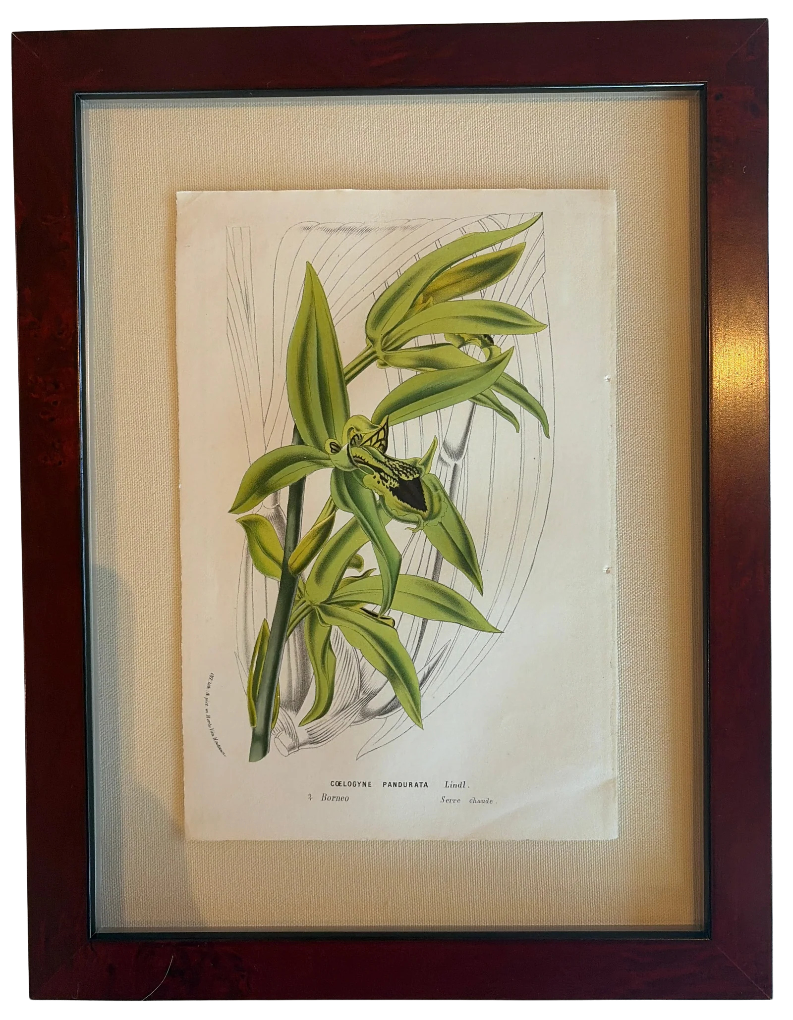 Framed Vintage Botanical Art