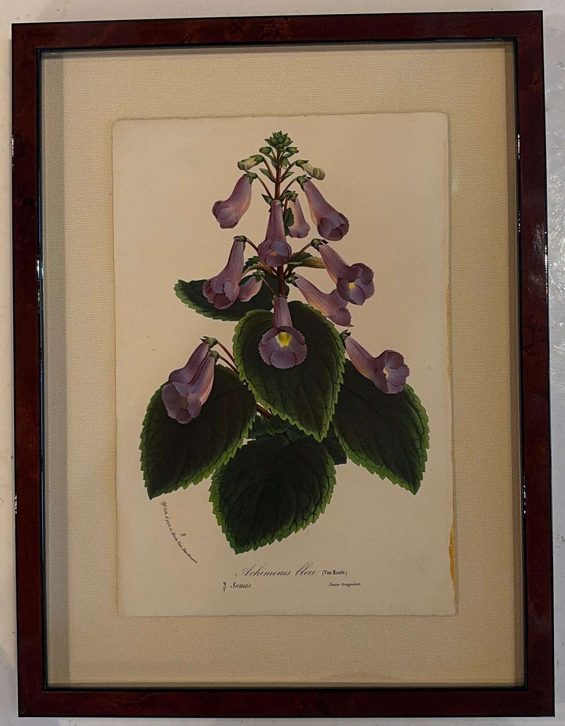 Framed Vintage Botanical Art