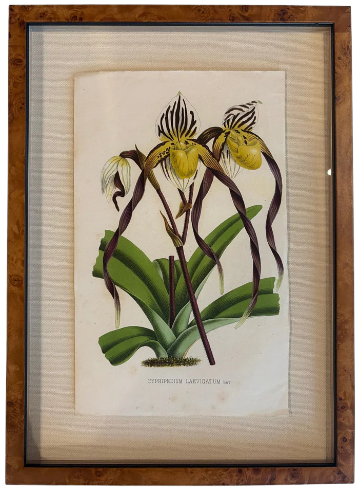 Framed Vintage Botanical Art