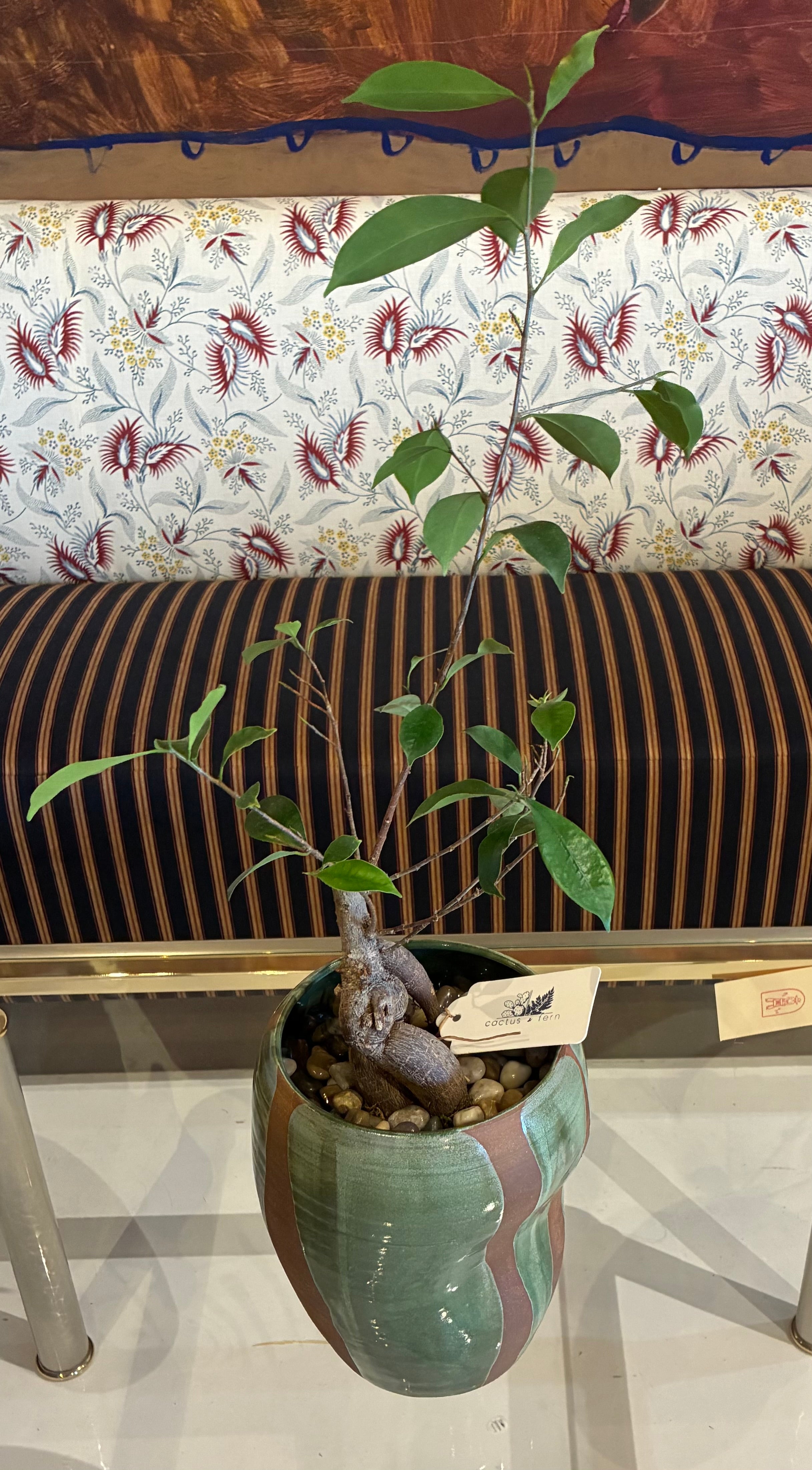 Ficus Ginseng Bonsai in a handcrafted bell-shape vessel w/ flame-glazed green pattern