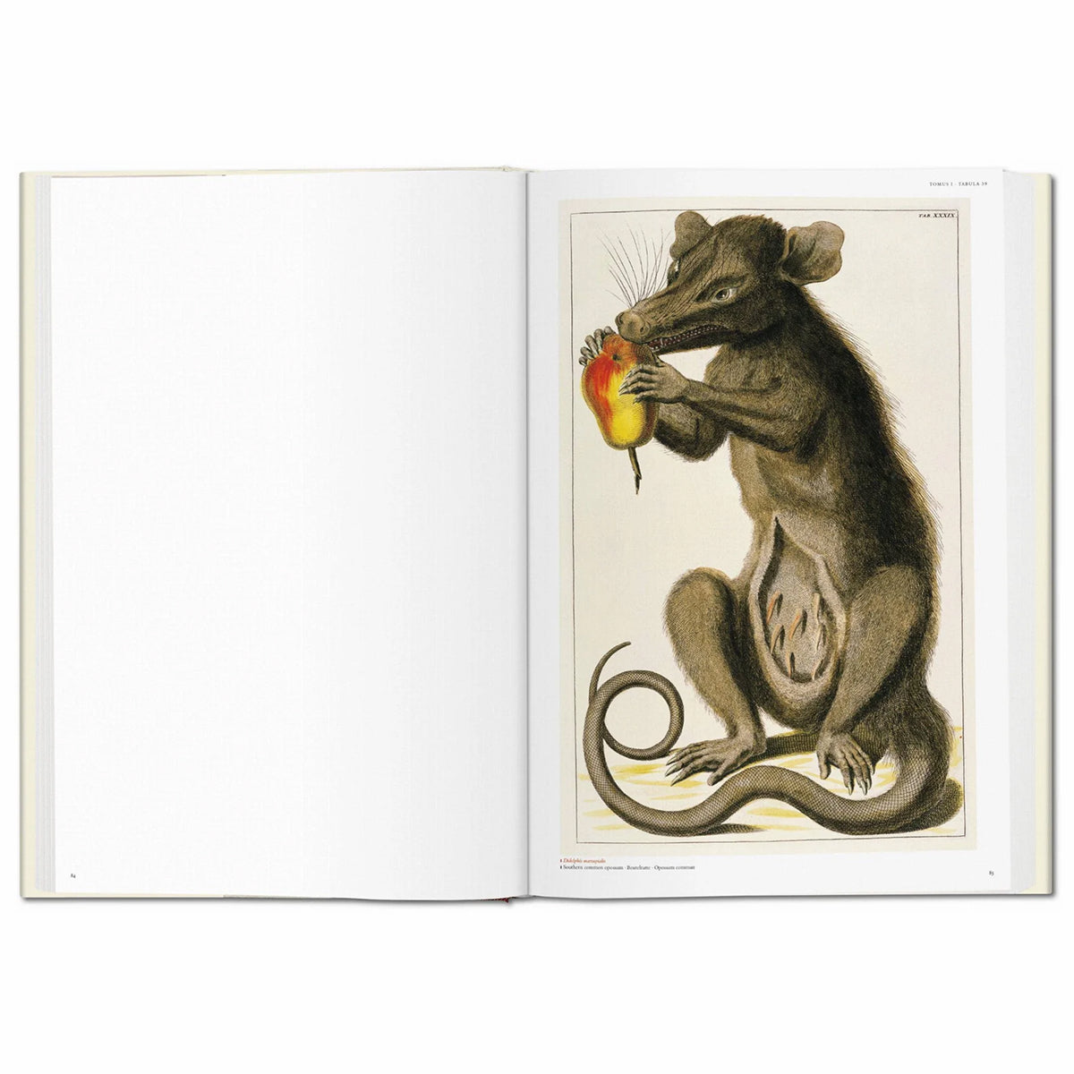 Seba. Cabinet of Natural Curiosities (German, French, English)