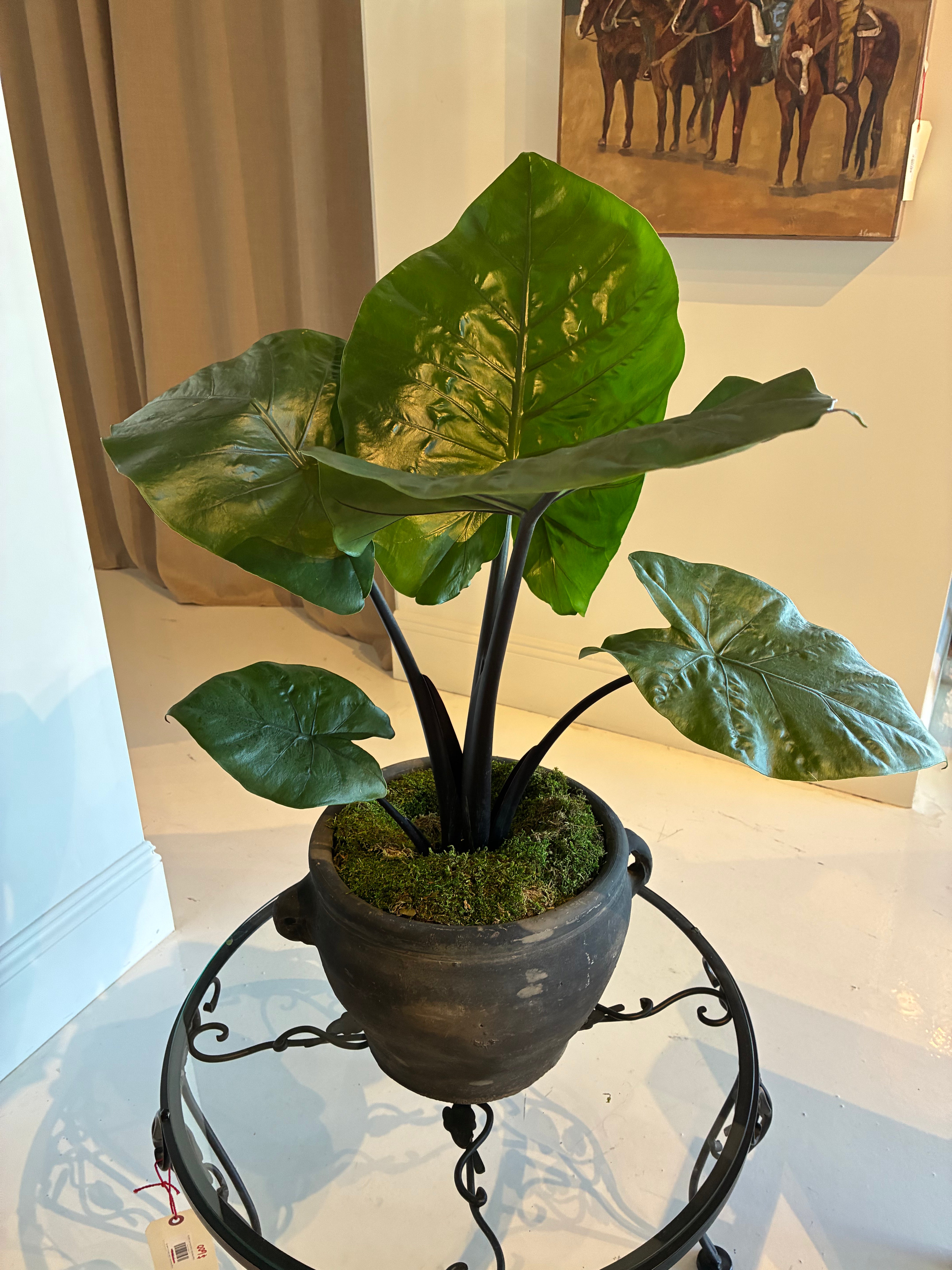 8” Alocasia Dark Star Plant In a Vintage Chinese Pot