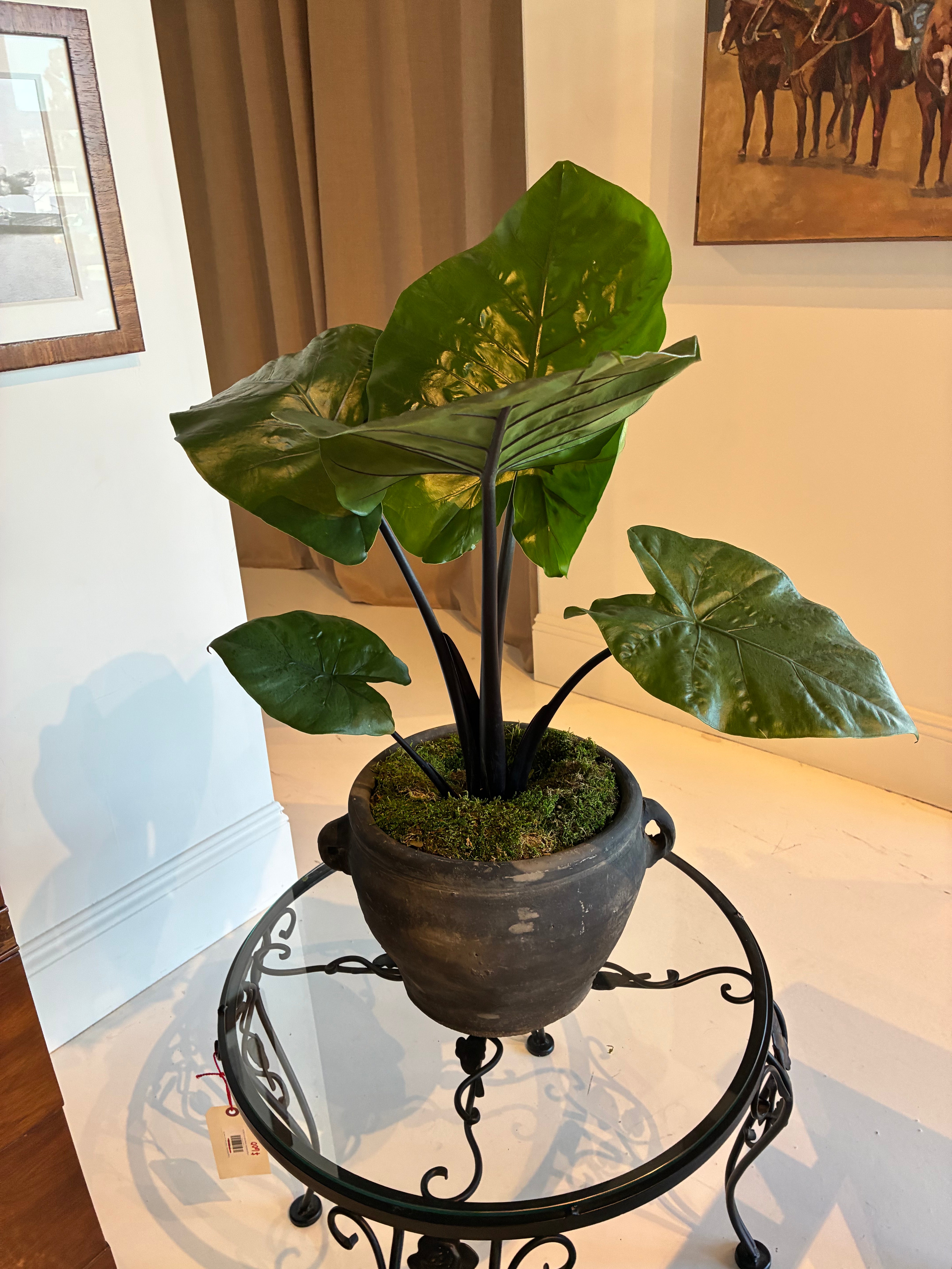 8” Alocasia Dark Star Plant In a Vintage Chinese Pot