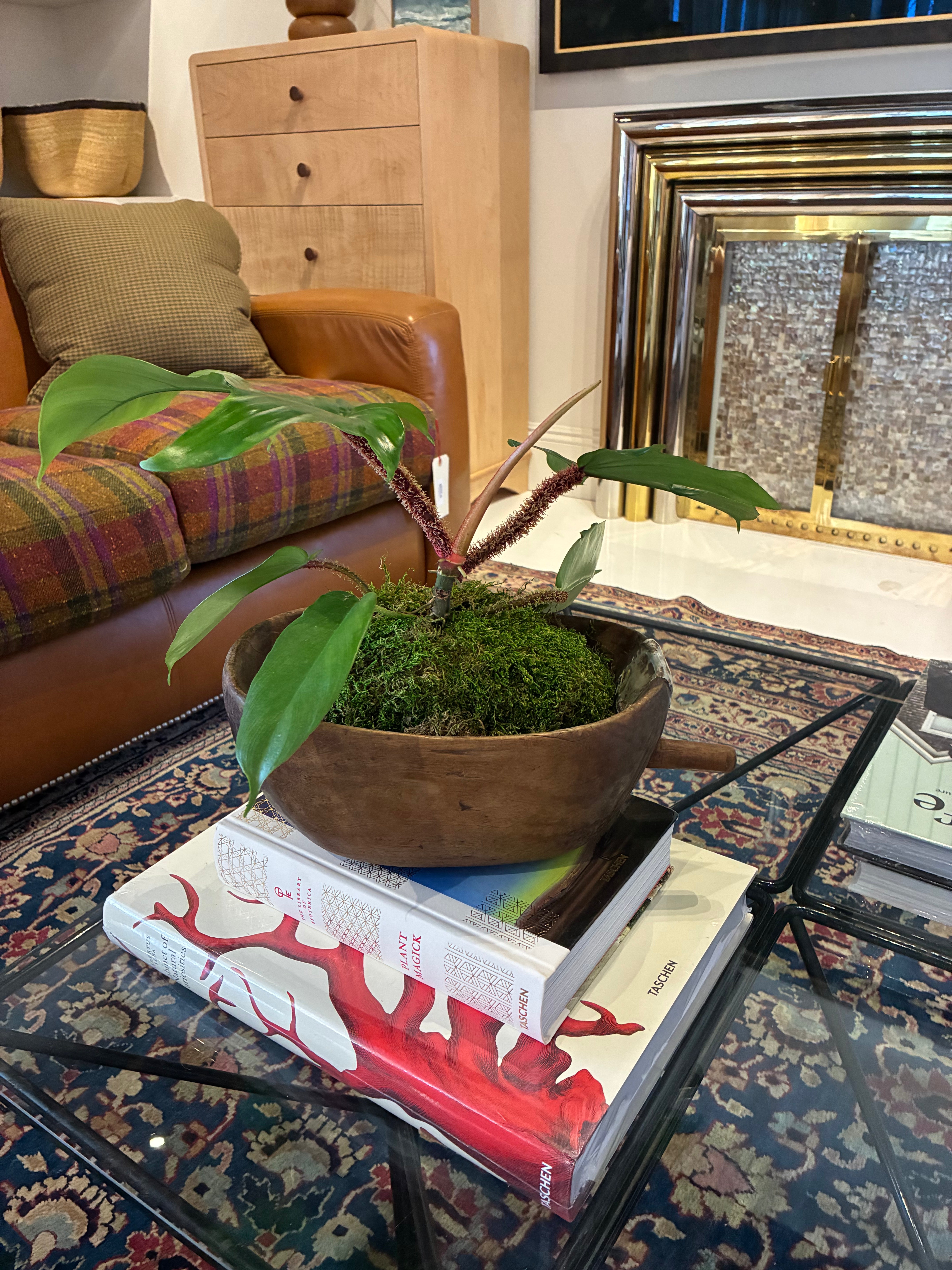 Philodendron Plant in an African Milk Bowl