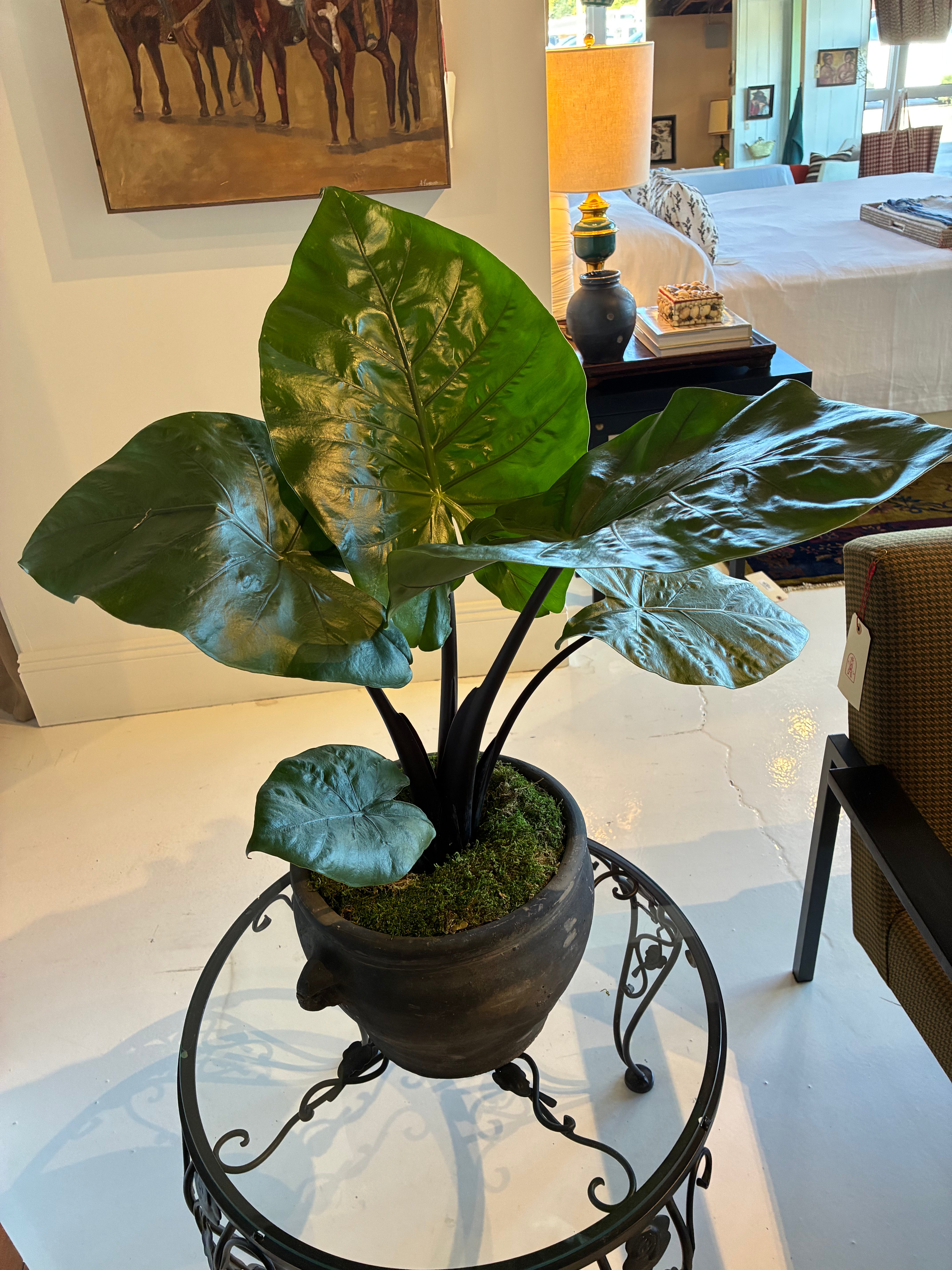 8” Alocasia Dark Star Plant In a Vintage Chinese Pot