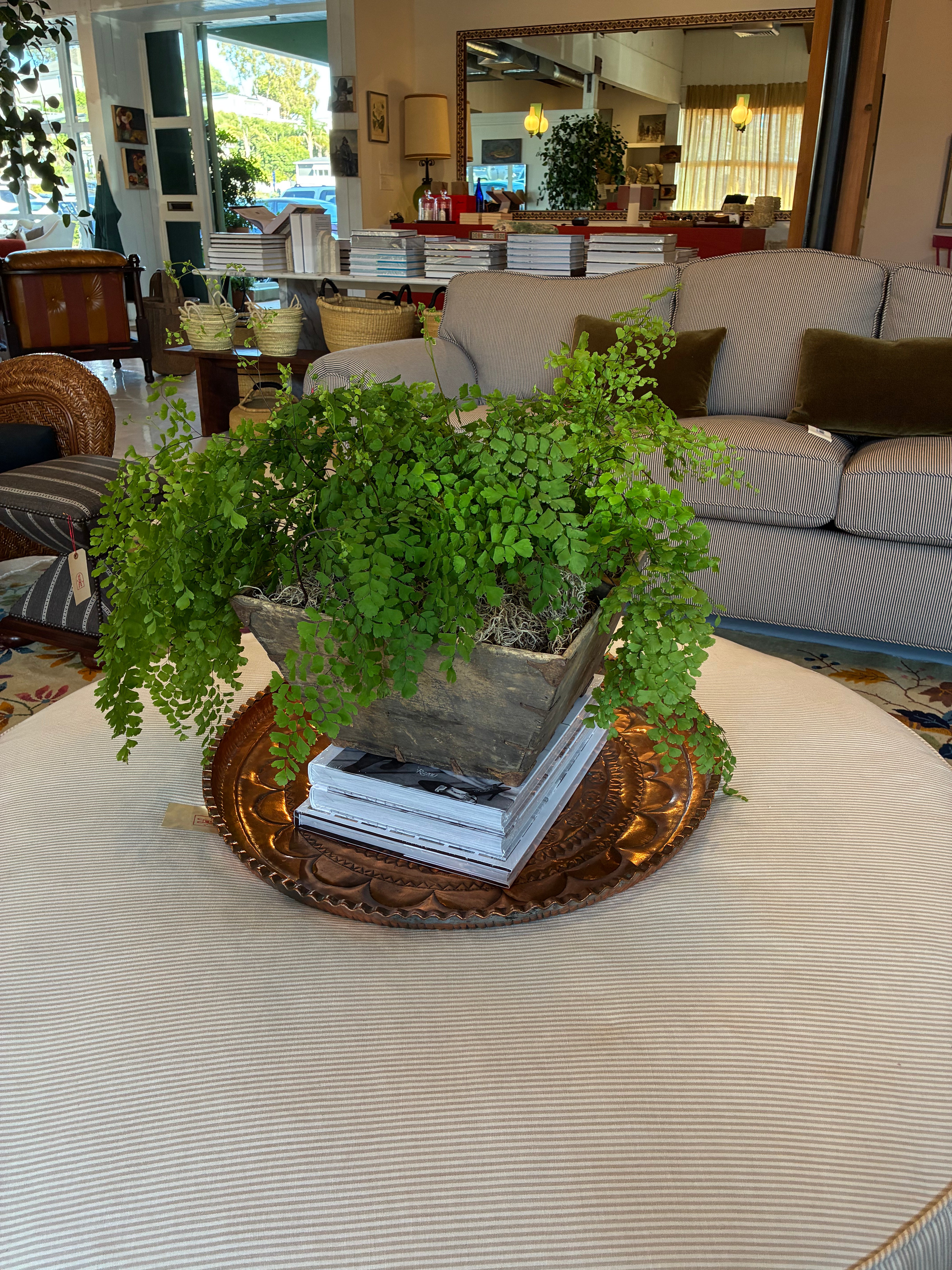 Maidenhair Fern Plant in a Chinese Wood Crate