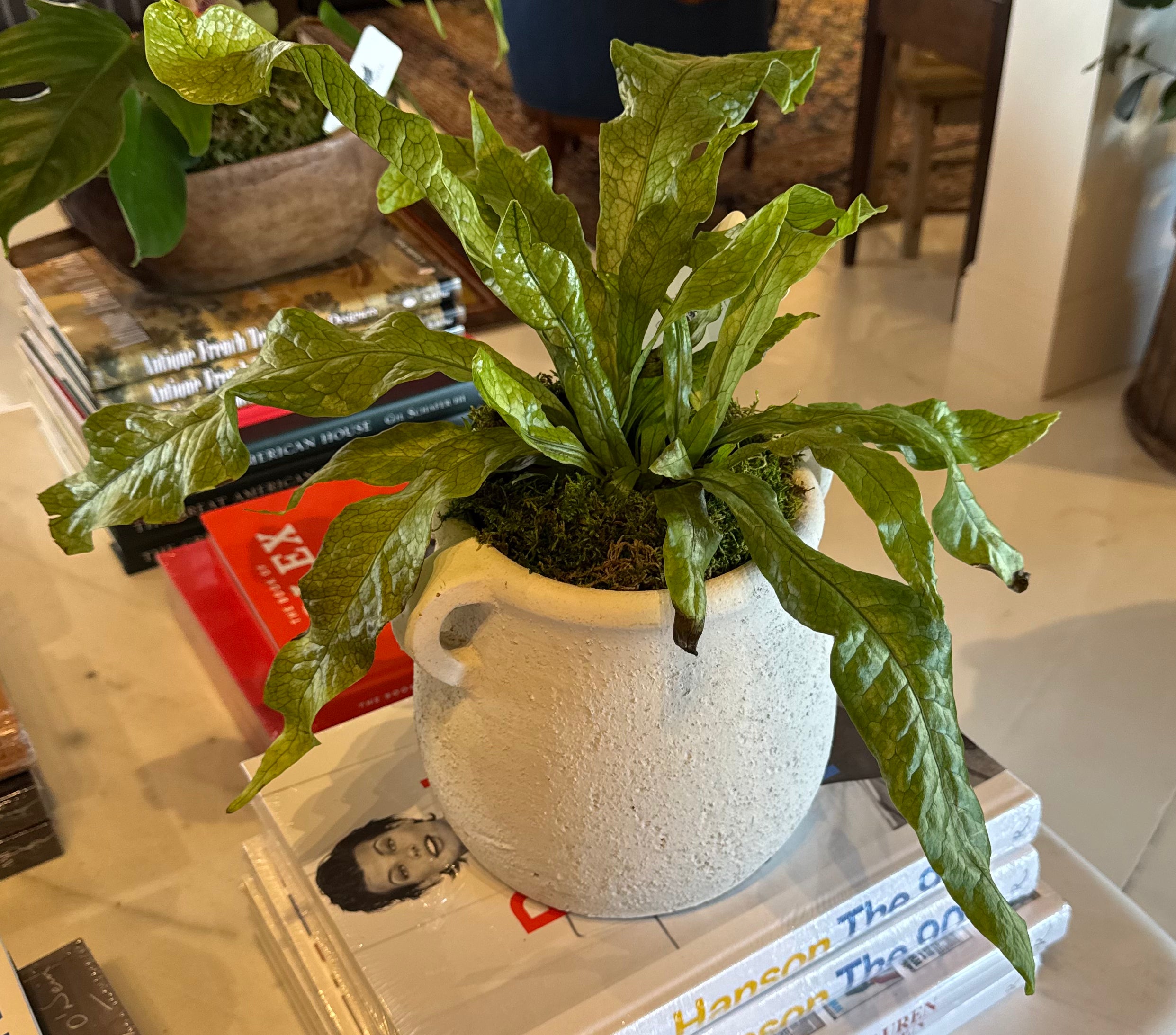 White Pot Crocodile Fern