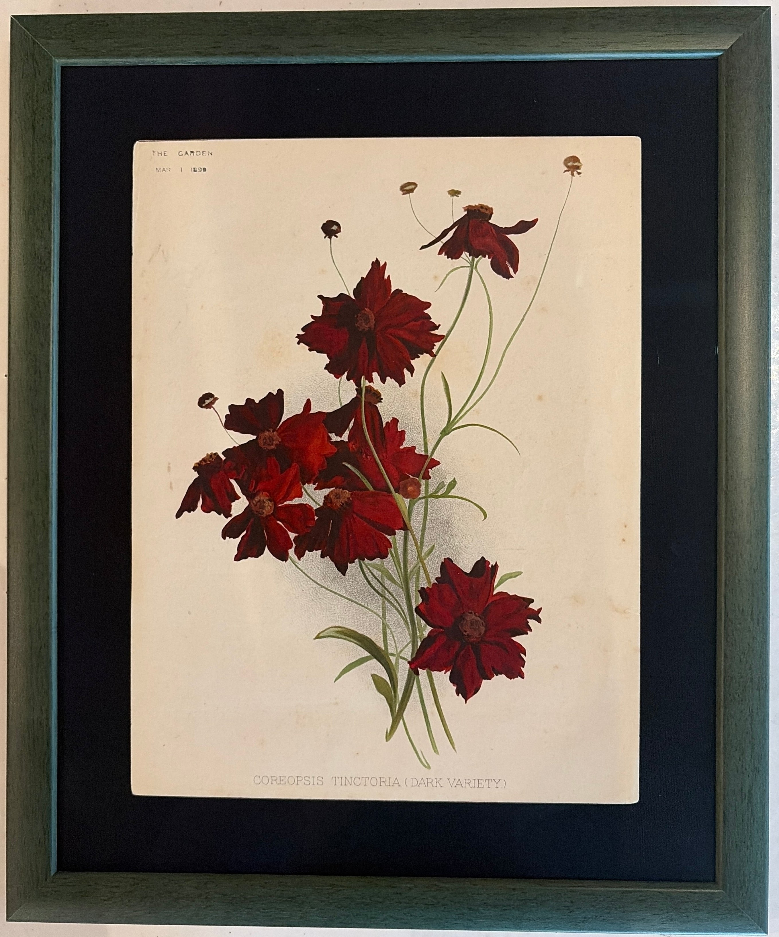 Framed Vintage Botanical Art