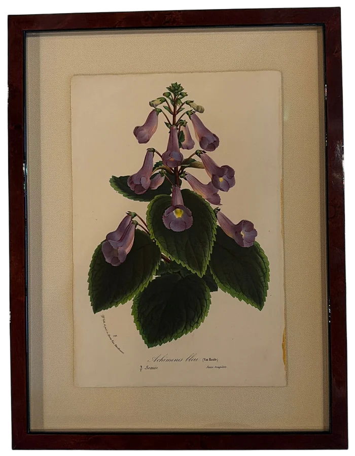 Framed Vintage Botanical Art