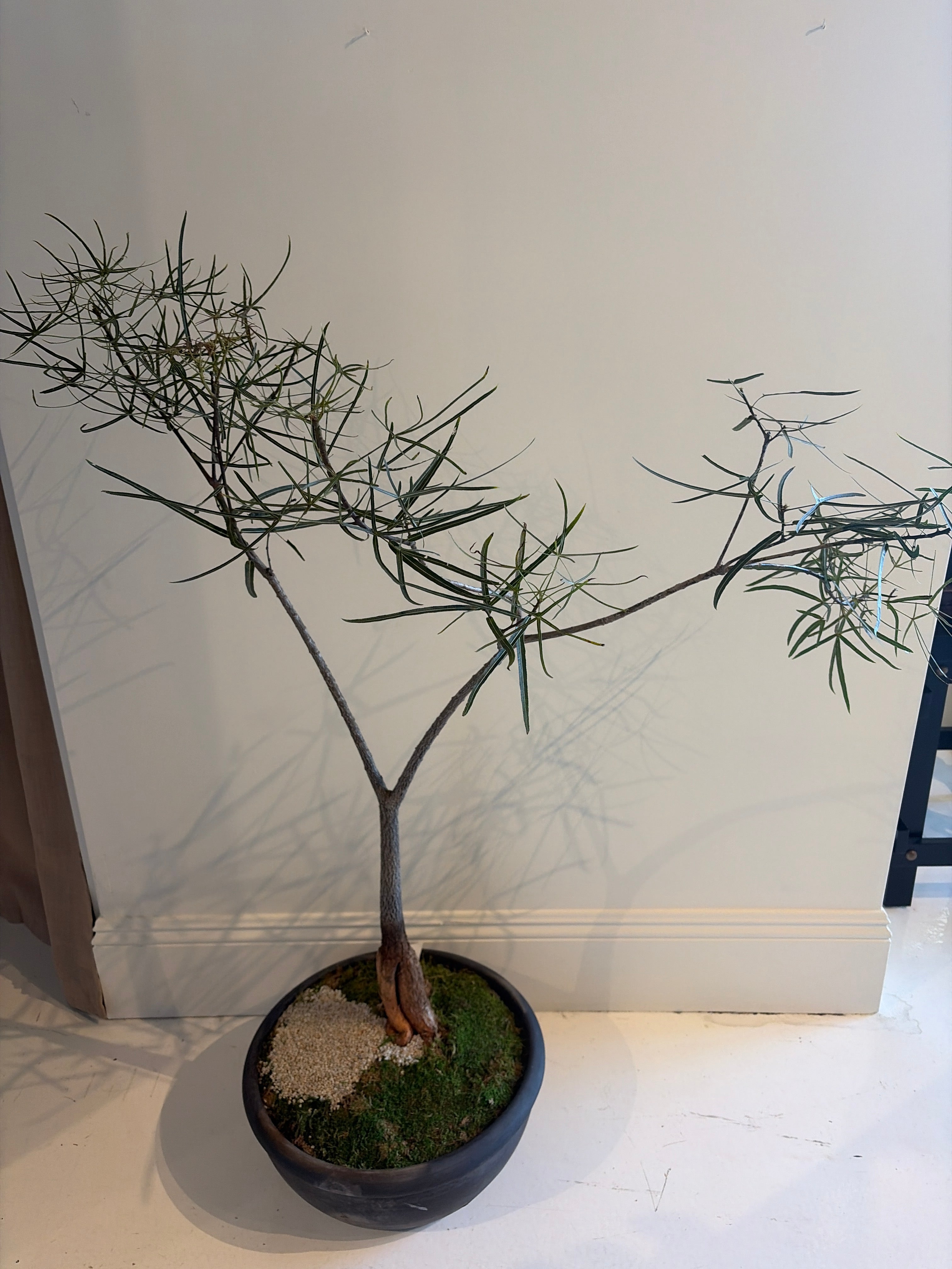 Australian Bottle Tree in Planter