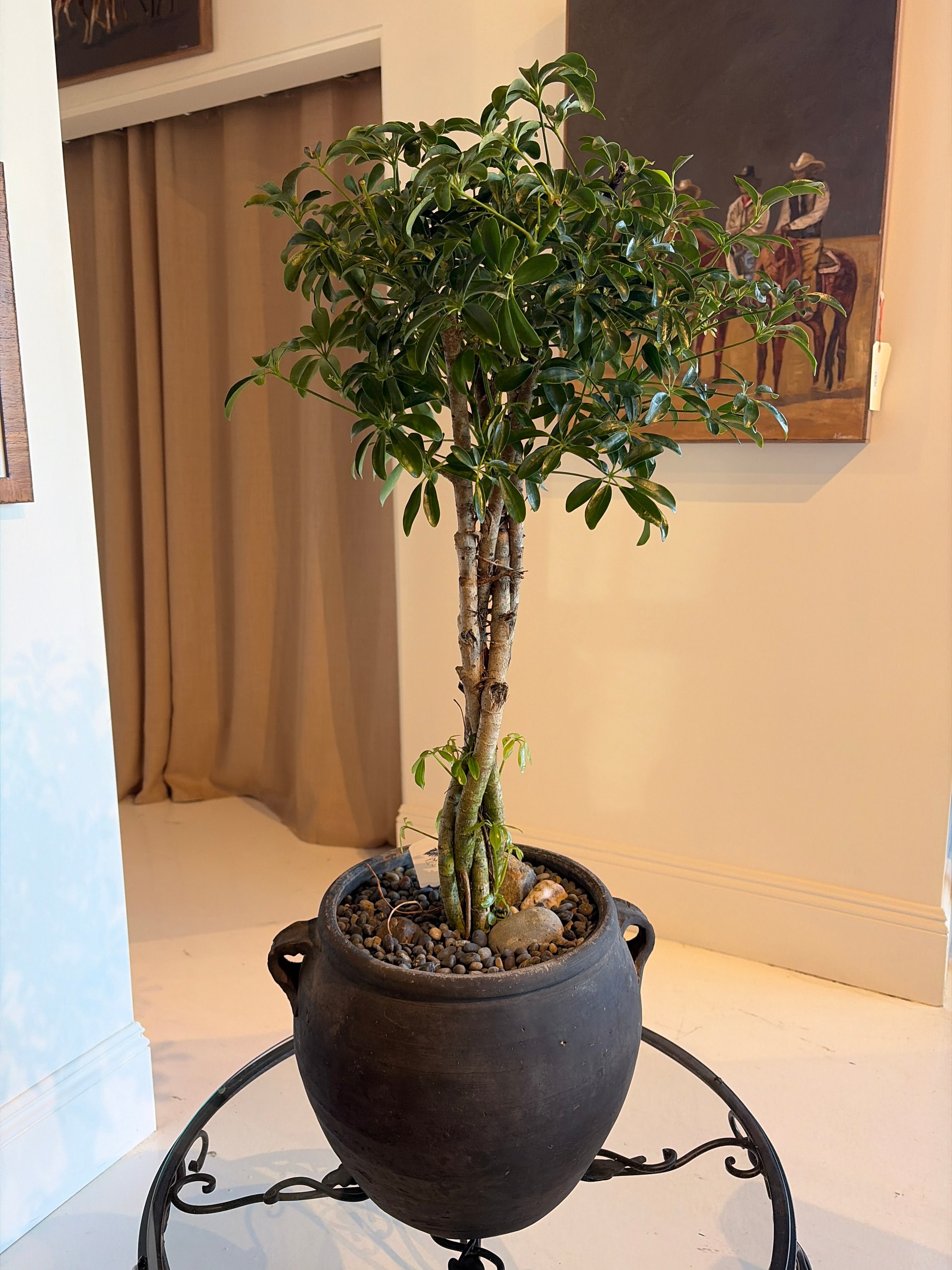 Schefflera Ariboricola