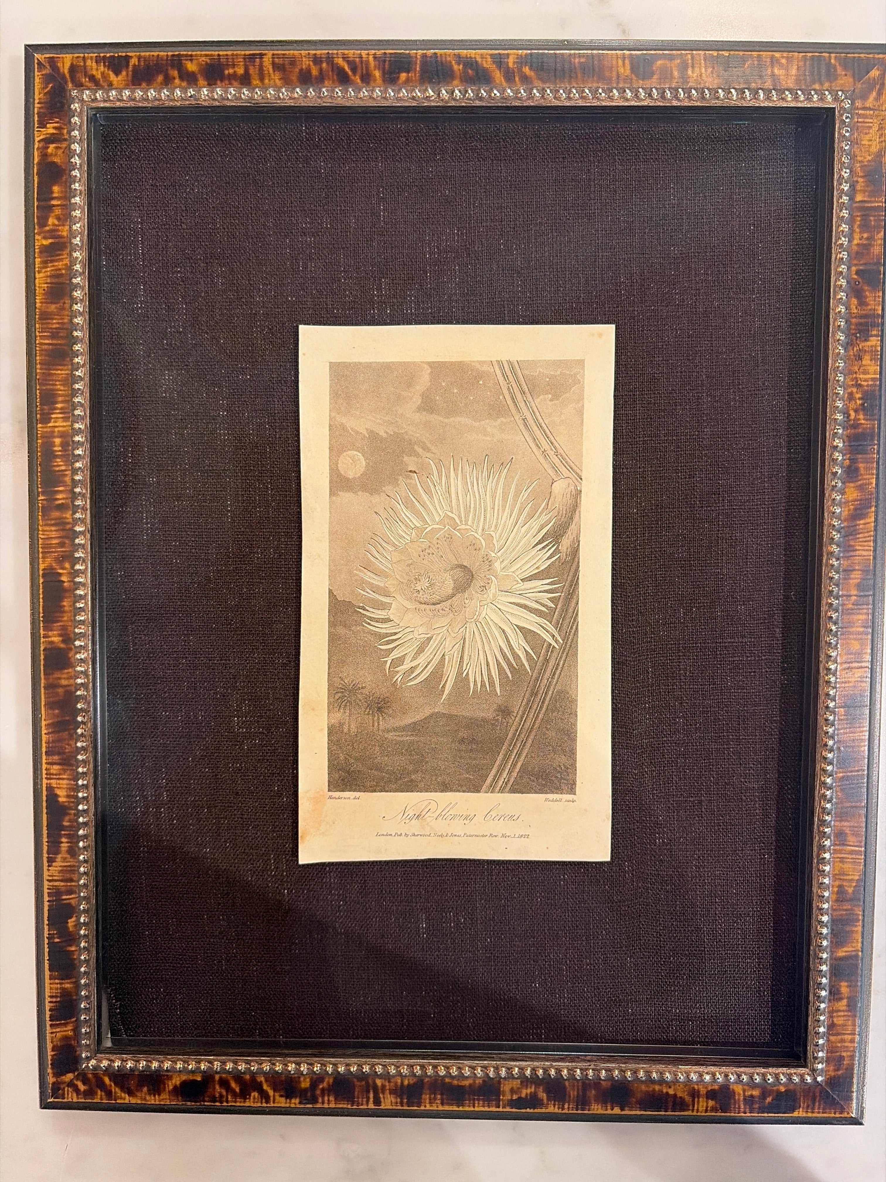 Framed Vintage Botanical