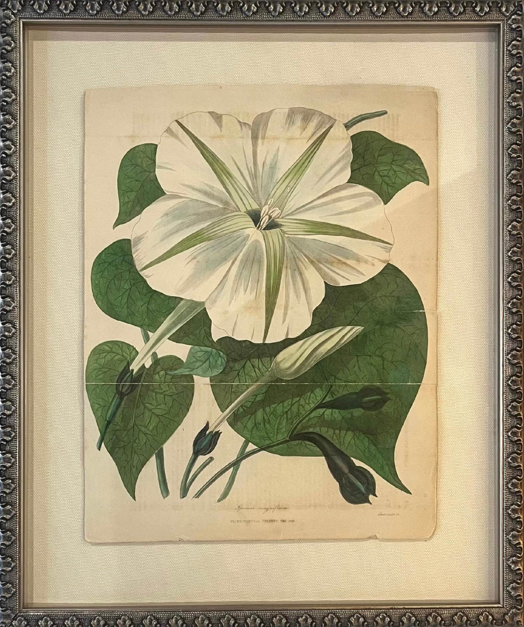 Framed Vintage Botanical Art