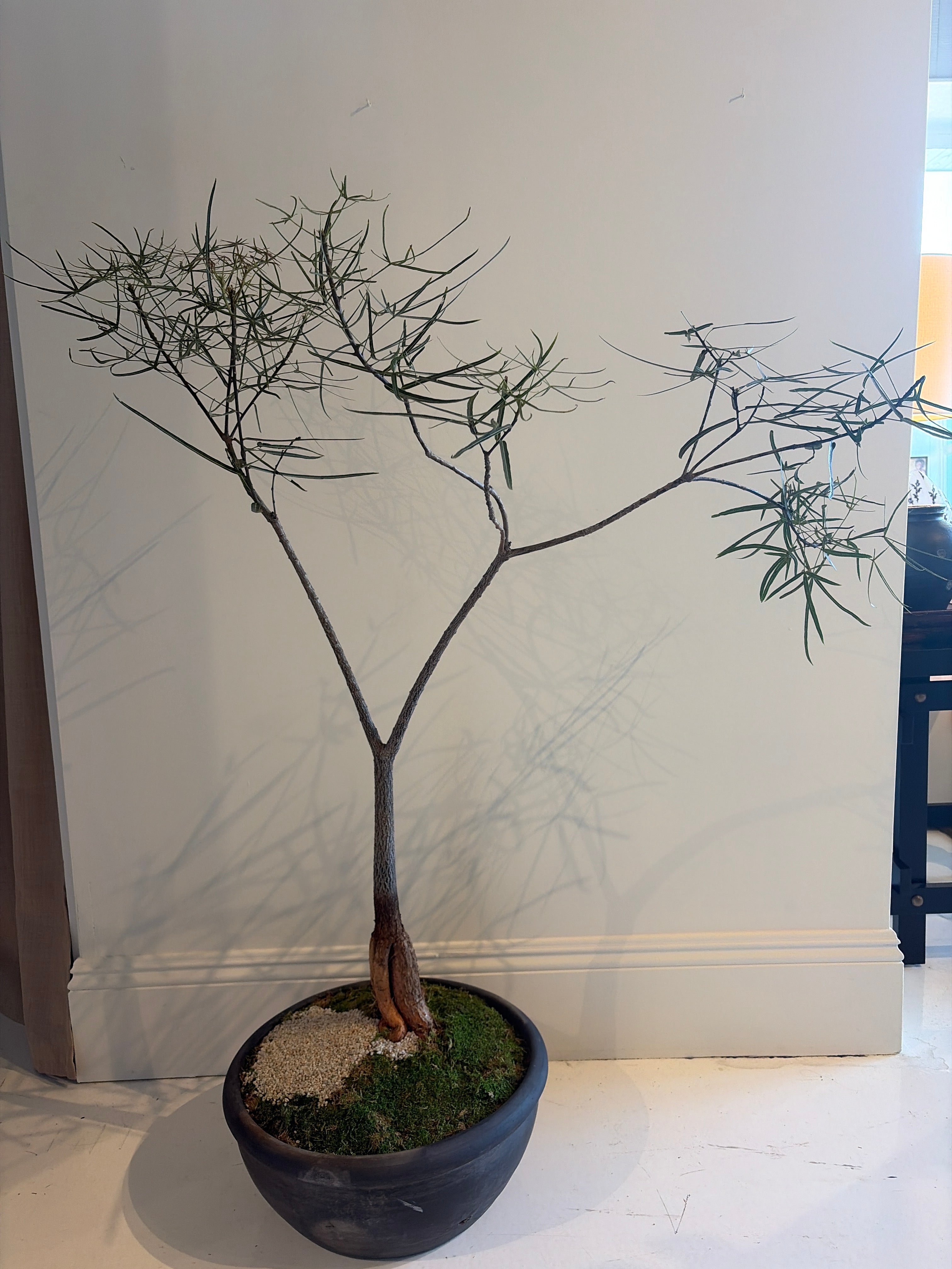 Australian Bottle Tree in Planter