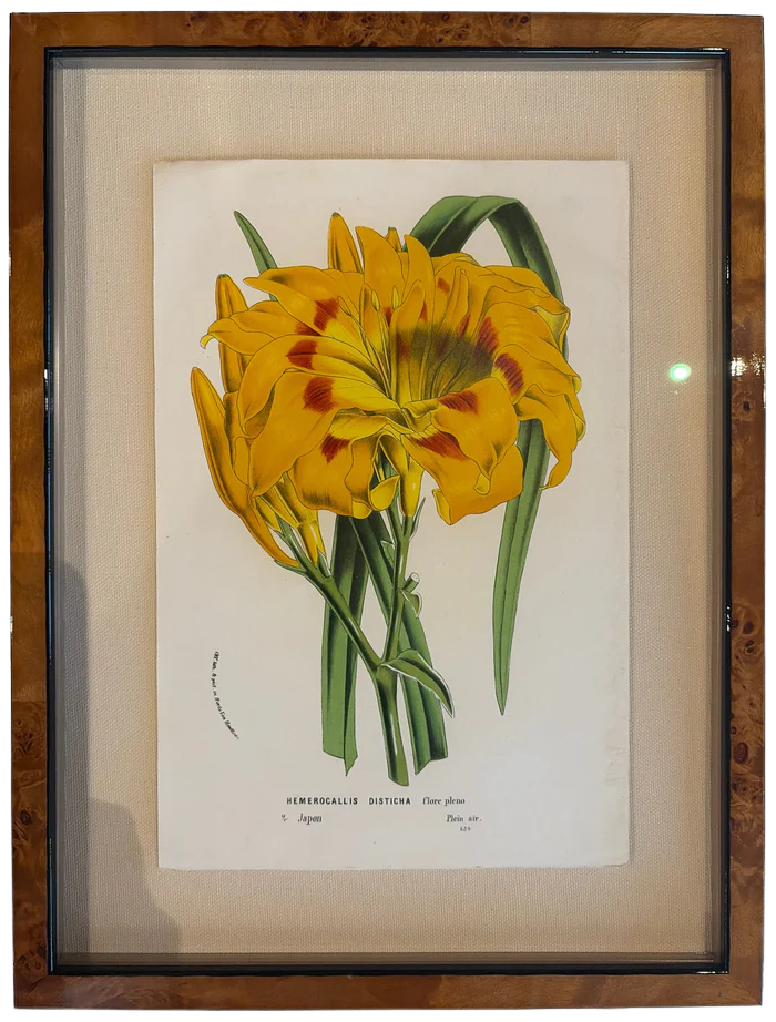 Framed Vintage Botanical Art