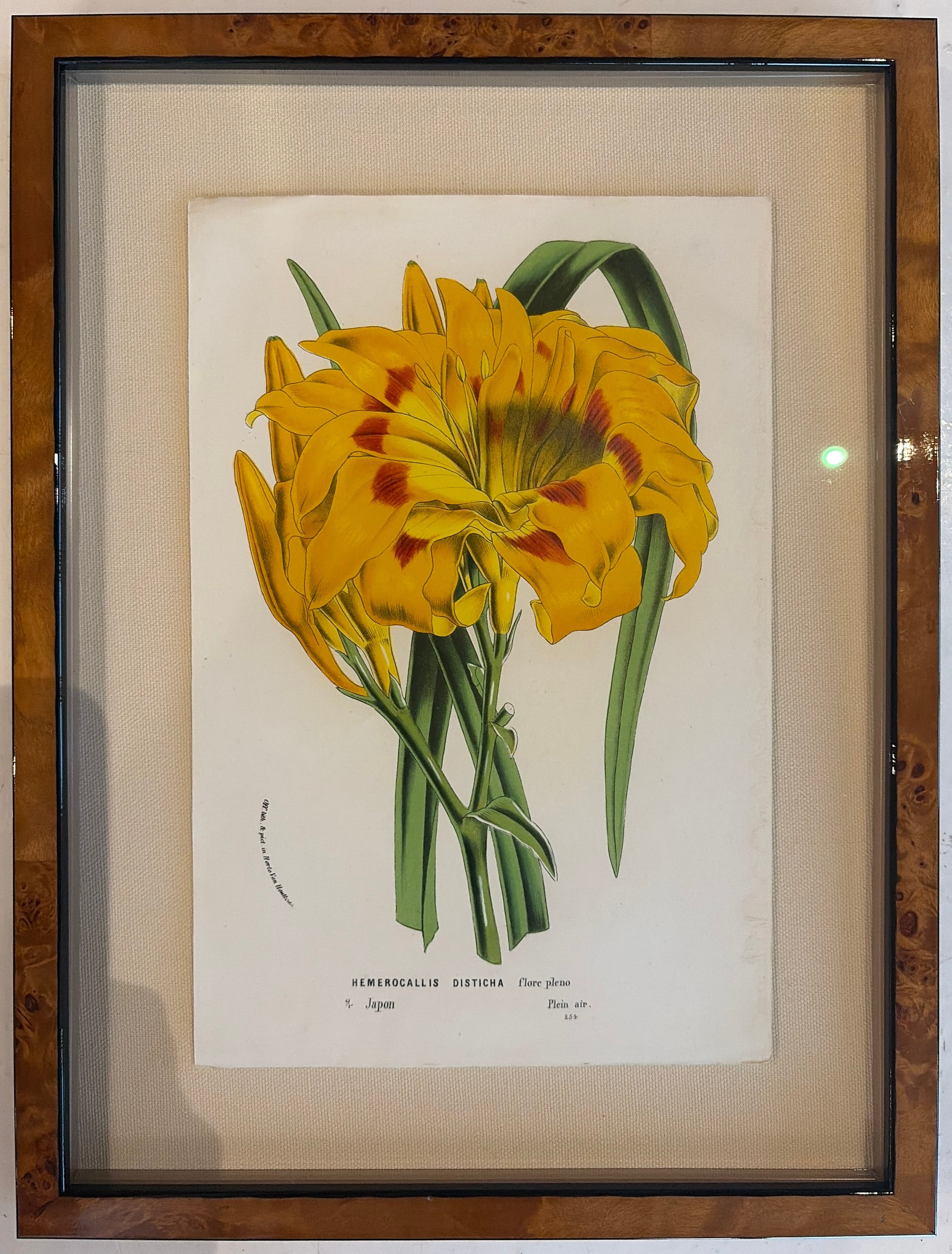 Framed Vintage Botanical Art