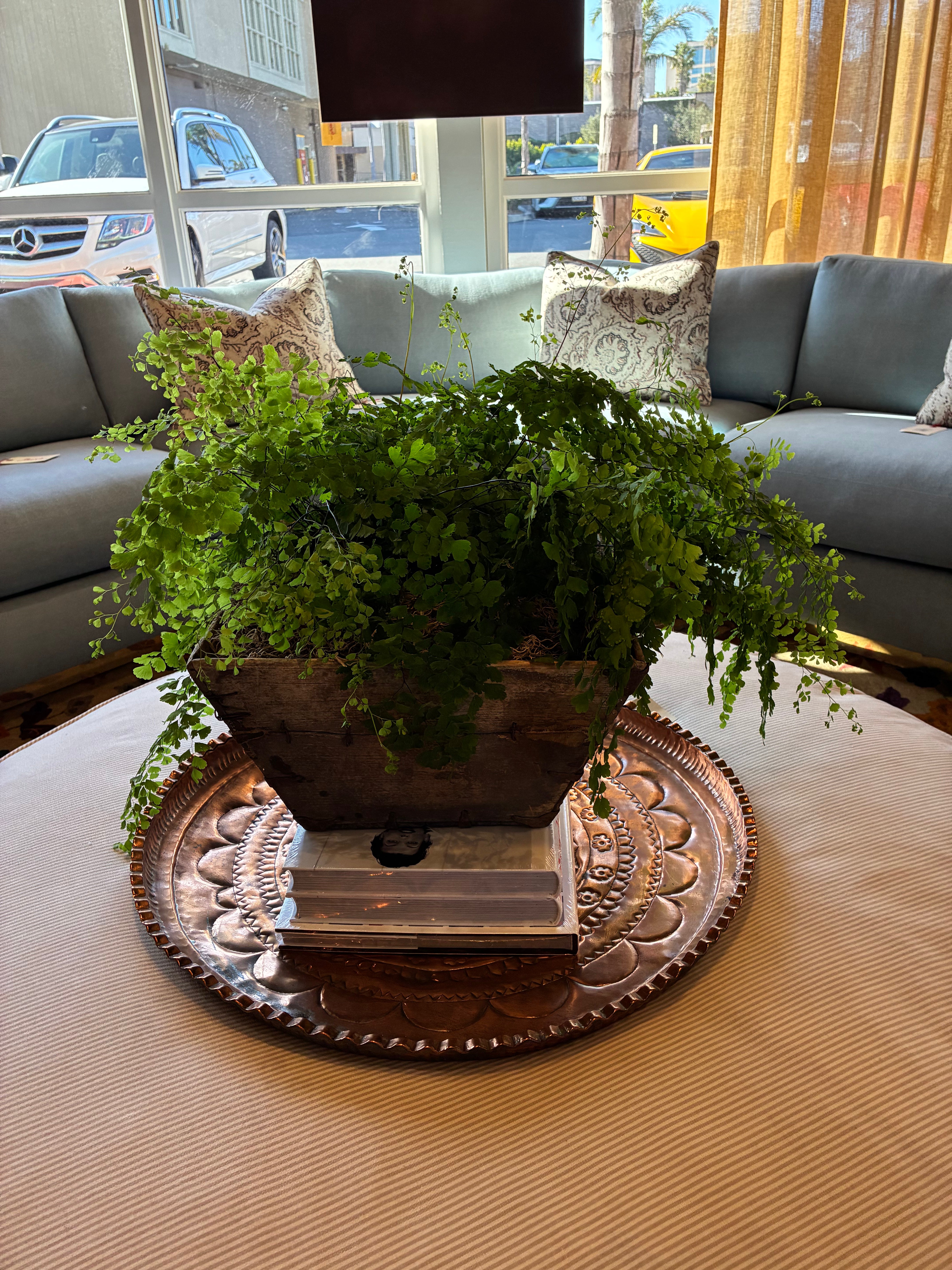 Maidenhair Fern Plant in a Chinese Wood Crate