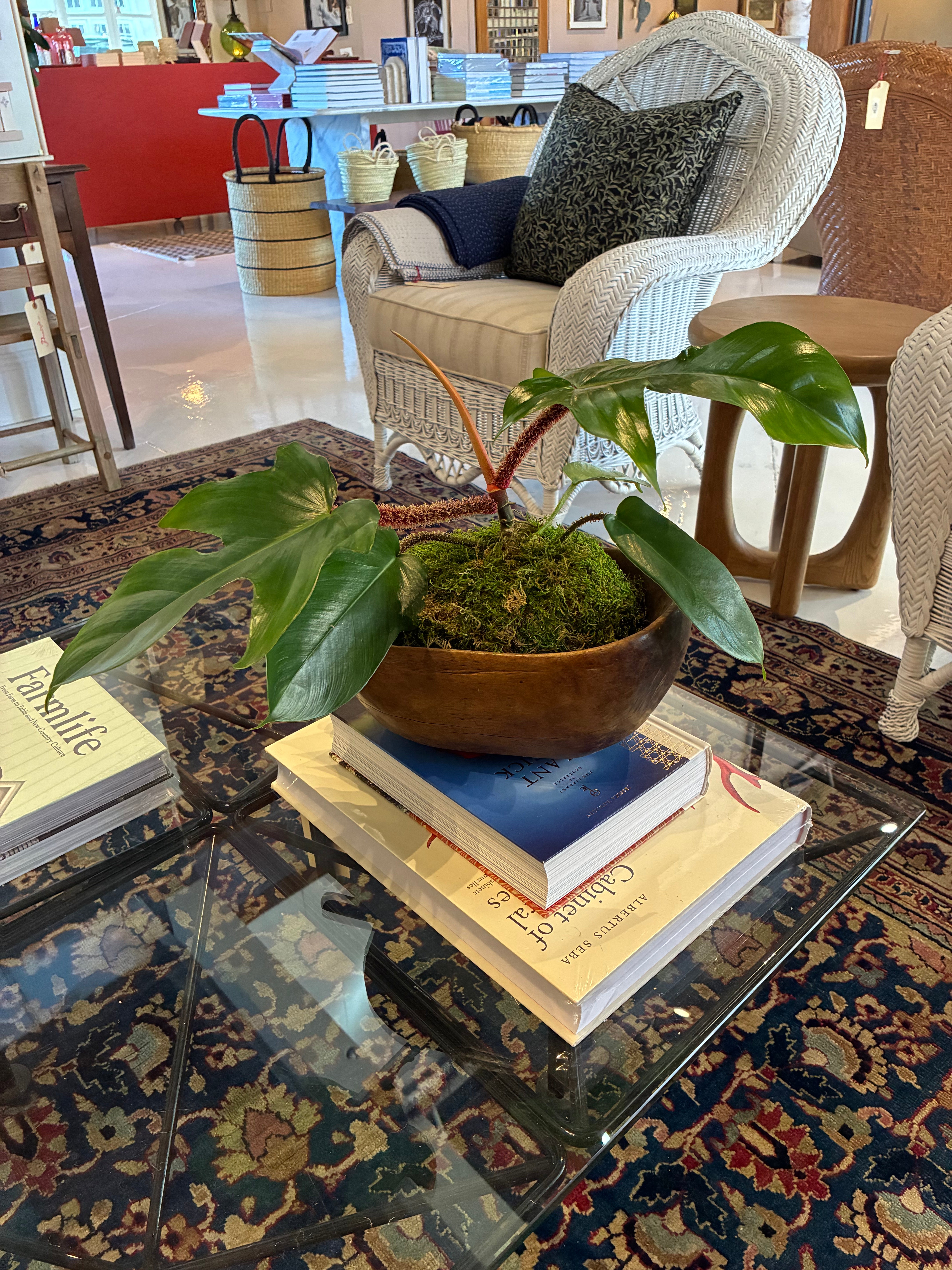 Philodendron Plant in an African Milk Bowl