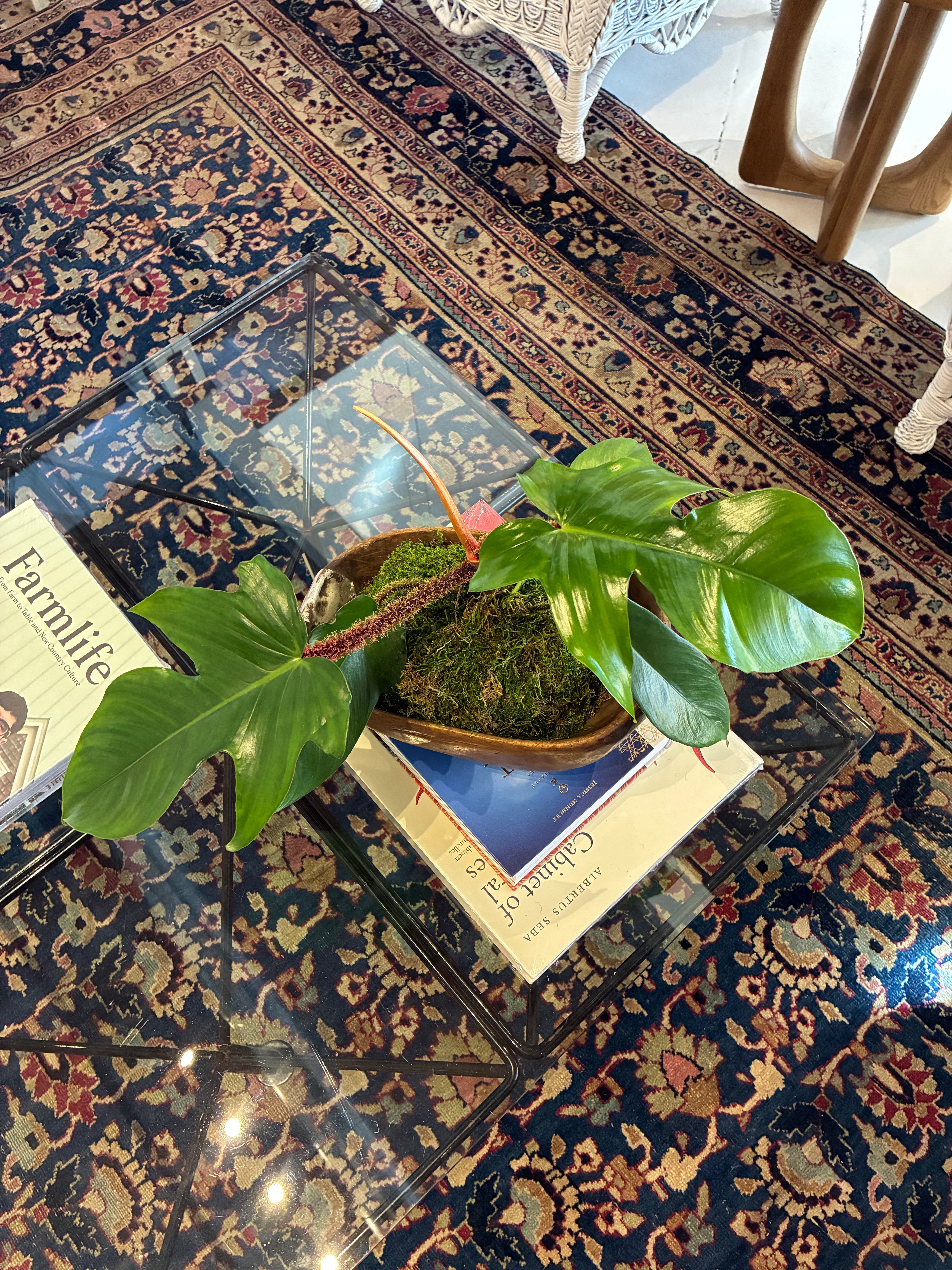 Philodendron Plant in an African Milk Bowl