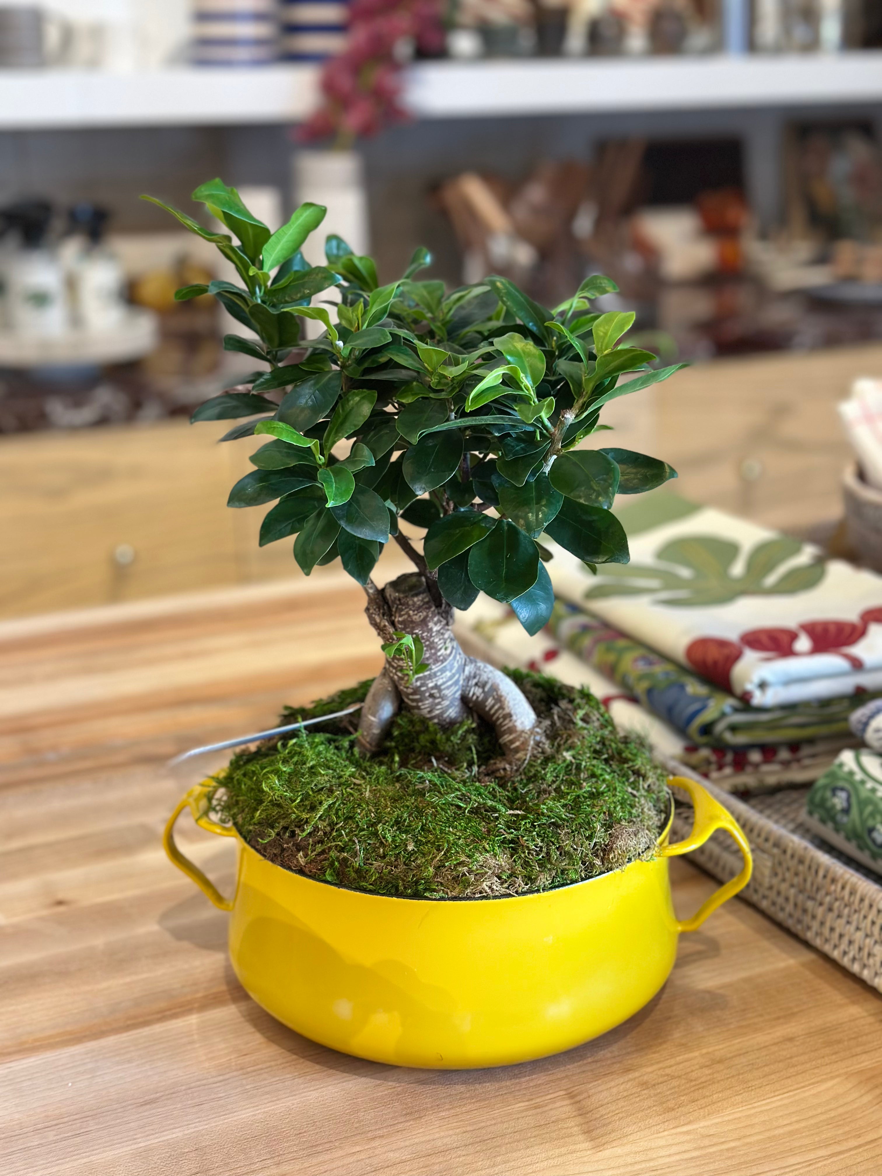 Ficus Ginseng Bonsai in a Vintage Yellow Pot