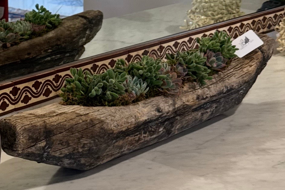Succulent Boat