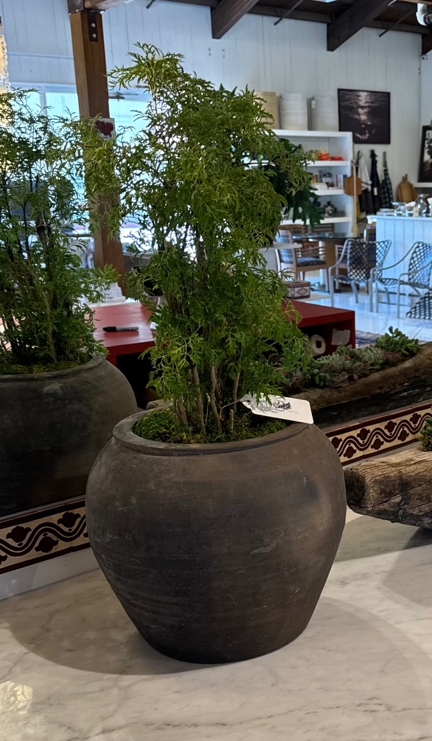 Ming Aralia Bonsai in a Vintage Chinese Pot