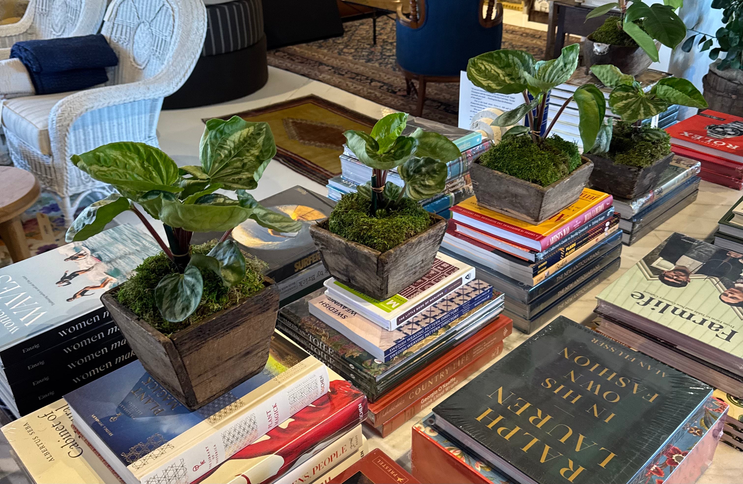 Watermelon Peperomia in Vintage Chinese Rice Boxes